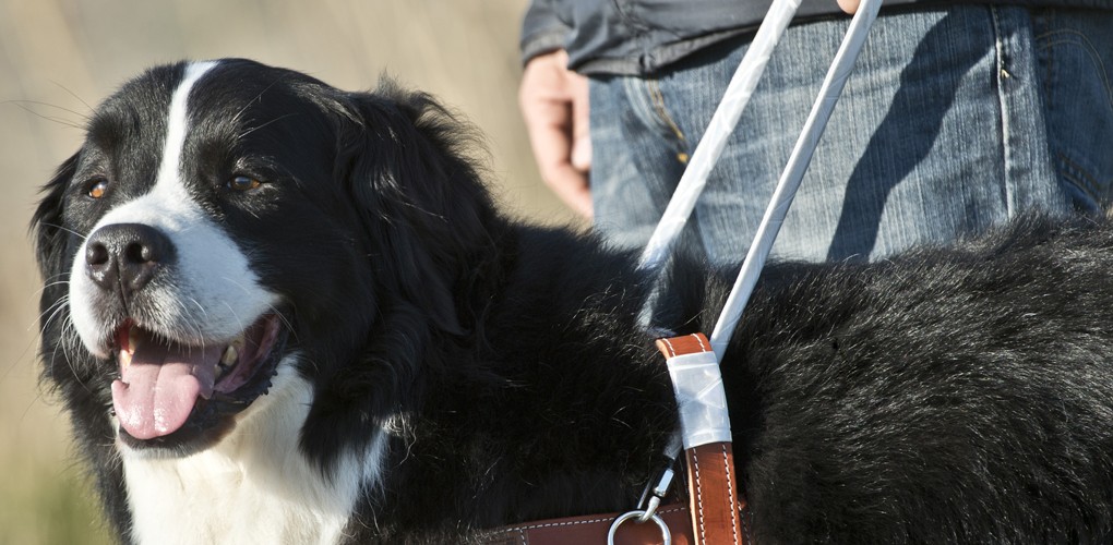 Dessin de plusieurs chiens d'assistance portant une identification ou un foulard.