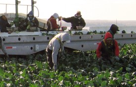 The Charter also applies to temporary foreign workers