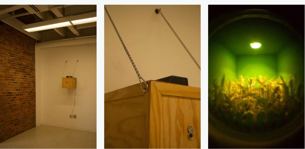 Trois photos de l'installation de Zach Ferguson : la boîte vue de loin dans la salle d'exposition, un détail de la boîte où on voit le judas, et l'intérieur de la boîte à travers le judas où on voit le blé.
